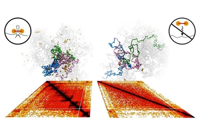 Computer models of chromosomes and the experimental Hi-C maps shown below them reveal the central role of cohesin in folding the genome into distinct domains (highlighted in blue, green, and pink). When cohesin is depleted experimentally and in simulations, domains unfold and intermix (right). 