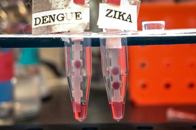 “It’s important to have a single test that can differentiate between the four serotypes of Dengue and Zika, because they co-circulate. They’re spread by the same mosquito,” says Kimberly Hamad-Schifferli, an associate professor of engineering at the University of Massachusetts at Boston and a visiting scientist in MIT’s Department of Mechanical Engineering.
