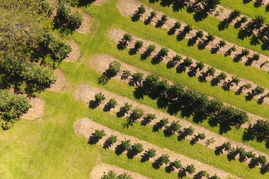 One of the newly launched research projects from the Department of Civil and Environmental Engineering, and funded by the CEE Seed Fund awards, seeks to examine the impact of resource allocation and community ecology on crop productivity and resilience in Hawaii. 