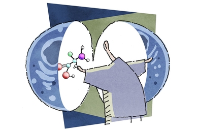 The mTOR cellular pathway connects nutrition, metabolism, and disease. 