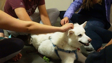 Baker residents enjoy time with one of the furry stress therapists of the MIT Puppy Lab during a recent MindHandHeart-sponsored study break.
