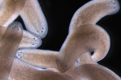 Three-eye planarians created by removing one of the flatworm's eyes during regeneration of its head.