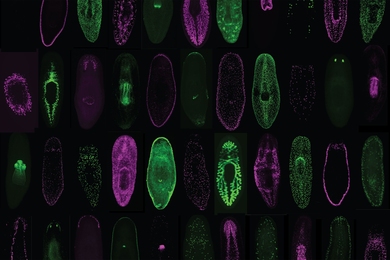 MIT professor of biology Peter Reddien, a member of the Whitehead Institute, has created a transcriptome atlas of the planarian flatworm. 