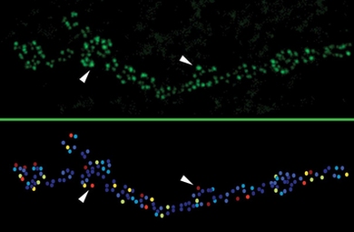 Calcium channels (labeled green at top) denote active zones along a fly neuron. Their brightness correlates well, for instance at white arrows, with higher synaptic strength (denoted by warmer colors at bottom).