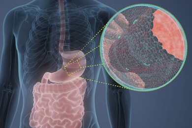 MIT researchers have discovered that peptides normally secreted by cells that line the stomach have previously unknown antimicrobial activity.