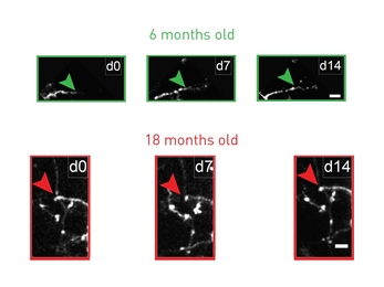 Tracking the growth of neuron arbors under the microscope over two weeks, researchers typically saw growth beyond the arrow marker in 6-month-old mice (green), but none beyond the marker in 18-month old mice (red).