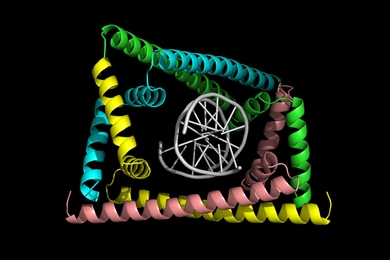 Four GapR subunits assemble as a dimer-of-dimer complex, forming a clamp around overtwisted DNA, which arises during DNA replication and transcription.