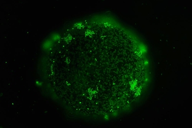 Marine bacteria form a community on a nutrient particle in the Cordero Lab.