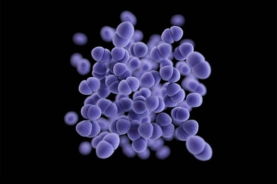 By chemically linking the antibiotic vancomycin to two different antimicrobial peptides, MIT researchers were able to dramatically enhance the drug’s effectiveness against two strains of drug-resistant bacteria: A. baumannii and  E. faecalis (shown here)