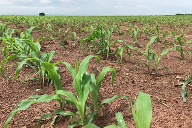 Ricult's platform gives smallholder farmers access to seeds and fertilizers, weather forecasts, and insights on improving crop yield to help lift them and their families out of extreme poverty.