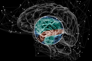 MIT neuroscientists found that patients who develop schizophrenia show abnormally high levels of communication between the superior temporal gyrus (brown) and the limbic regions (green).