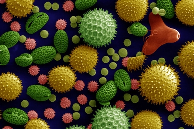 The toughness of Sporopollenin, a polymer within the shells of pollen grains (seen here magnified 500X using a scanning electron microscope), has made it possible for plant life to survive on land — but has also frustrated attempts to study its fundamental composition, until now.