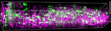 A 3-D rendering of mouse visual cortex stretching from the surface at left to the subplate on the right. The green color represents calcium signals of neural activity and magenta represents blood vessels and myelin fibers in the white matter.