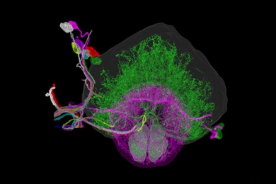 Individually traced dopaminergic neurons in the right hemisphere of a fruit fly brain, innervating the fan-shaped body (green), ellipsoid body (magenta), and noduli (green).