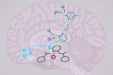 MIT researchers have designed an MRI contrast agent that can detect calcium within neurons, allowing them to closely track brain activity.