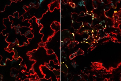 MIT engineers have developed a way to deliver genes to the chloroplasts of plant cells. In these images, mesophyll cells (right) and epidermal cells (left) in an arugula leaf have been engineered to express a yellow fluorescent protein in their chloroplasts. Cell walls are stained red and chloroplasts are stained blue.