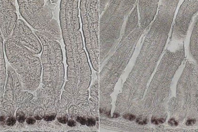 MIT biologists found that intestinal stem cell populations declined in aged mice (right), compared to younger mice (left). Messenger RNA encoding a protein associated with intestinal stem cells is labeled in black.