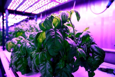 Researchers in MIT’s Open Agriculture Initiative grow basil under controlled environmental conditions to study how taste and other features are affected.
