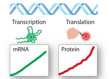 PURExpress-ReAsH-Spinach In vitro Analysis (PERSIA) lets scientists directly and immediately measure transcription (RNA production) and translation (protein production) by using short RNA and peptide tags that produce a fluorescent signal. 