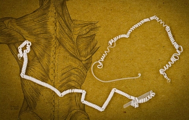 The tiny coils in the fiber developed by MIT researchers curl even tighter when warmed up. This causes the fiber to contract, much like a muscle fiber.