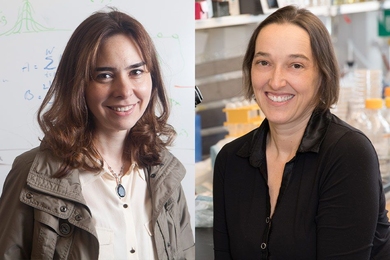 MIT professors Dina Katabi (left) and Angelika Amon are among the 2019 Carnegie Corporation "Great Immigrants, Great Americans."