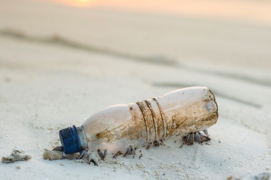 One of the most synthesized plastics, PET — found in plastic bottles — exhibits an extremely low degradation rate and its production is highly dependent on petroleum feedstocks. New research on the biodegradation of plastics will be funded by a MIT Energy Initiative Seed Fund. 