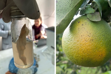 Left: A water sample undergoing testing using the J-WAFS-funded water quality test kit soon to be deployed throughout Nepal. Right: Citrus trees infected with citrus greening disease are highly contagious and can wipe out whole orange groves. A J-WAFS-funded sensor could help farmers detect the disease much earlier. 