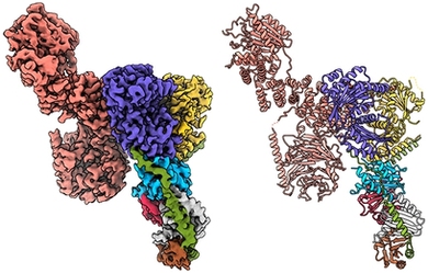 Structure of the Raptor (pink protein) - Rag (purple and yellow proteins) - Ragulator (green, blue, red, white, and brown proteins) protein complex