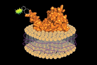 Using a detergent-free method, biologists can prepare fluorescently-tagged proteins along with a small segment of the associated cell membrane, preserving the protein’s native environment.
