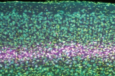 The visual cortex, where the brain processes visual input, is made like a stack of pancakes. In a new study, scientists sought to determine the role in several visual phenomena of a receptor on neurons in layer 4. 