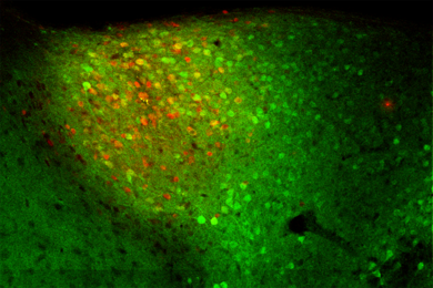 The same neurons that store feelings of reward also store memories that suppress fearful ones, a new study shows. In this image, the broader population of Ppp1r1b neurons is labeled green while neurons storing a specific fear extinction memory are labeled red.