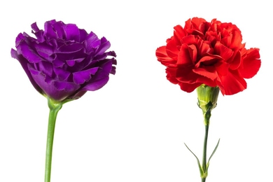 To test the new sensor’s capabilities, the researchers deposited the carbon nanotubes and other sensor components onto a glass slide. They then used it to monitor ethylene production in two types of flowers — red carnations and purple lisianthus.