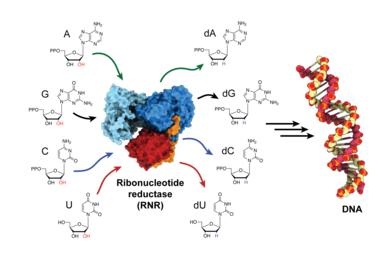The ribonucleotide reductase (RNR) enzyme is responsible for converting RNA building blocks into DNA building blocks, and is a critical player in both DNA synthesis and repair in all organisms.