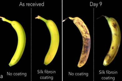 An edible silk-based coating developed by MIT Assistant Professor Benedetto Marelli can preserve food longer and prevent food waste. Marelli has teamed up with other Boston-based scientists to form Cambridge Crops, a spinout company using silk technologies to extend the shelf life of all sorts of perishable foods.