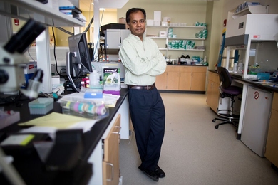 “Traditional drug development processes are very linear, and they take many years,” says MIT Professor Ram Sasisekharan, pictured here. “If you’re going to get something to humans fast, you can’t do it linearly, because then the best-case scenario for testing in humans is a year to 18 months. If you need to develop a drug in six months or less, then a lot of these things need to happen i...