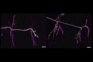 The left side shows a "tonic" neuron (stained green) growing to just one muscle on the right of the panel. In the next panel, one can see a "phasic" neuron (also stained green) connecting to more than one muscle.