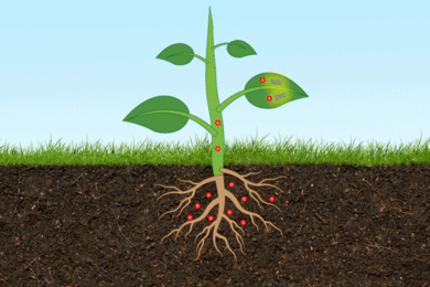 plant emitting signals from its leaves