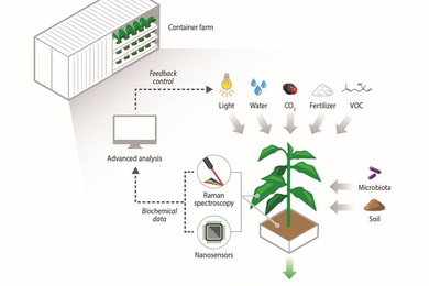 Illustration of a feedback loop with plant inputs (light, water, etc.) including nanosensors in the plant soil, which loop back to inform future agricultural inputs