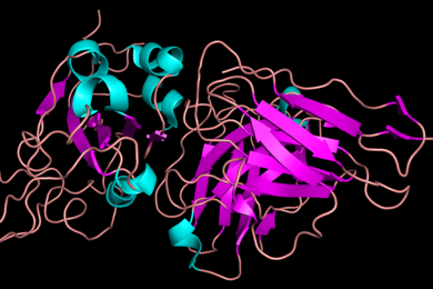 Illustration of proteins, which look like jumbled masses of strings, one with pink thick sections (right), one with cyan thick sections