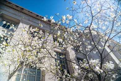 An artistic photo of MIT’s main facade in extreme perspective, seen through cherry blossoms in the foreground