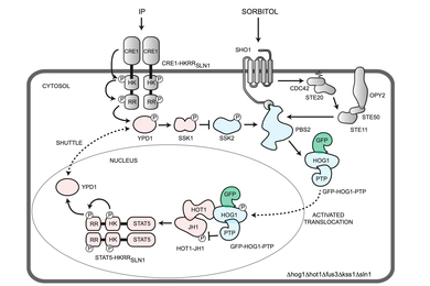 Synthetic biology circuit diagram