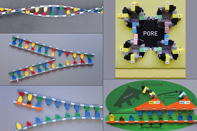 Closeup photos of a block models using colored plastic. The models look like a DNA helix, RNA chains unzipping, etc.