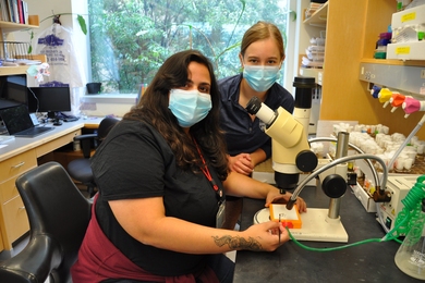 Photo of Patricia Pujols and Ellen Guss working at a microscope, wearing masks.