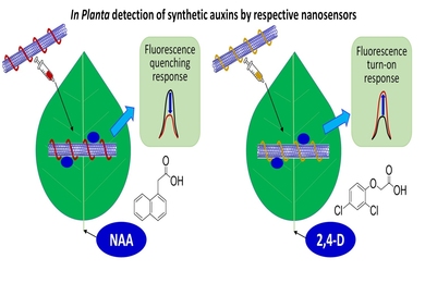 An illustration showing how something looking like a carbon nanotube with a wire coiled around it goes into a leaf leading to a fluorescence producing or quenching response depending on the hormone detected
