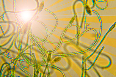 This photo-collage shows cyanobacteria with a lens flare and subtle orange sunburst.