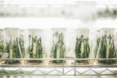 Photo of rows of flasks containing seedlings