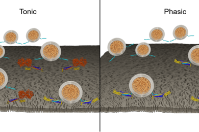 Side-by-side cartoons show little balls floating to a gray surface. Squiggly proteins of different colors attach to the surface and the balls.