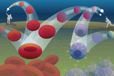 Illustration of two baseball pitchers throwing cells like baseballs. In one trajectory, the baseball gradually turns into a red blood cell; in the other a baseball turns into a blue, spike-covered spherical cell.