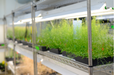 A row of Arabidopsis plants on a shelf under a fluorescent light