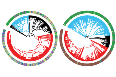 Two circular phylogenetic trees, with red, blue, and black branches. Along the outside are bars of different colors — green, red, purple, et cetera